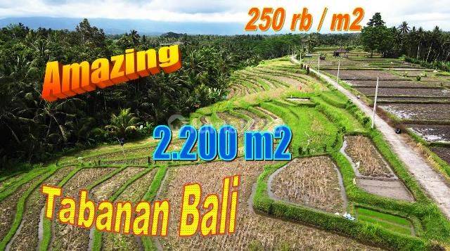 Rare, Cheap 22 Are View Rice Fields, Mountains and Forest 1