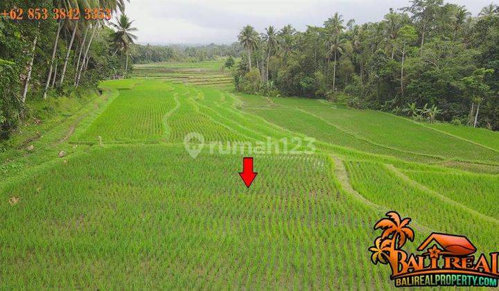 Strategis 25.5 Are Sawah Gunung, Sungai Dan Hutan 2