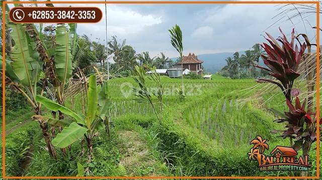 Strategic Access Concrete 31 Are View Rice Fields, Forests and Mountains 2