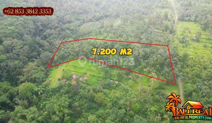 View Hutan Dan Gunung 7,200 M2 di Penebel Tabanan 2