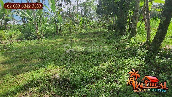 Dijual Nett 85 Juta Are Lokasi Pupuan Tegallalang 2