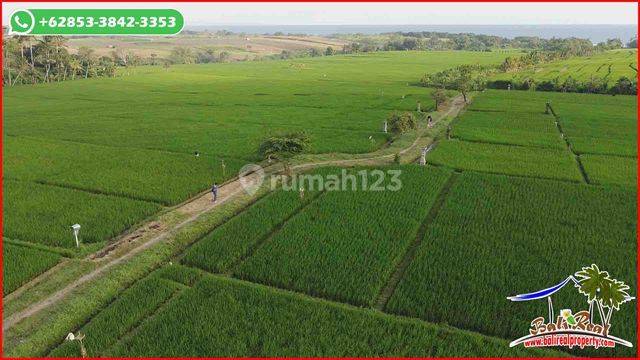 View Sawah, Laut Dan Gunung Dekat Pantai 3,400 M2 di Kerambitan 2