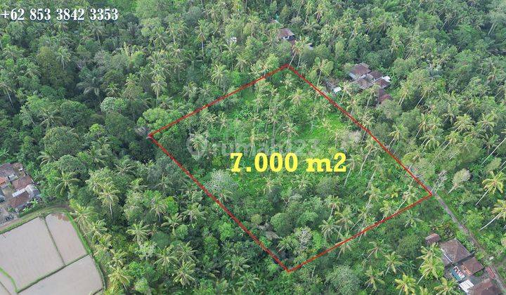 7,000 M2 Lahan Dijual di Penebel Cocok Untuk Perkebunan 2