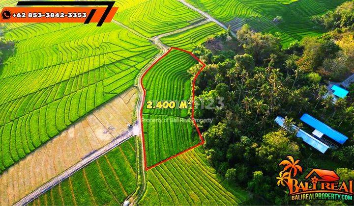 Lahan Sawah Kontur Datar 2,400 M2 Akses Jalan Kapur 2