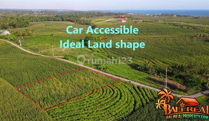 Corn Plantation Land For Sale Cheap Near Beach in East Selemadeg 2