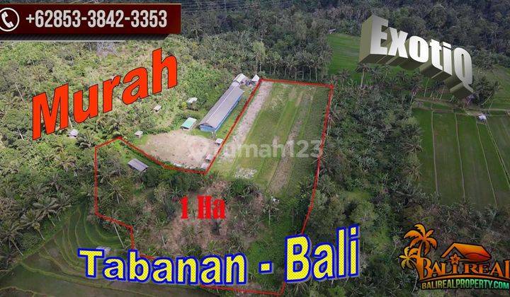 Good Contour Semi L 10,000 M2 For Investment in Pupuan 1