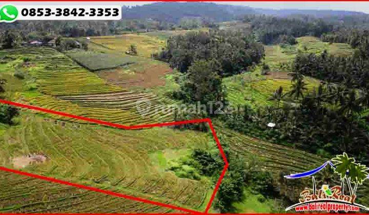 Tanah Sawah Dan Kebun 89 Are di Selemadeg Timur 2