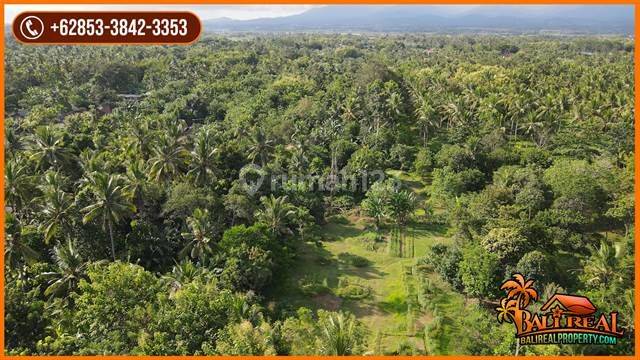 Murah ! 19.550 m2 Kebun Datar Pinggir Jalan di Jembrana 2