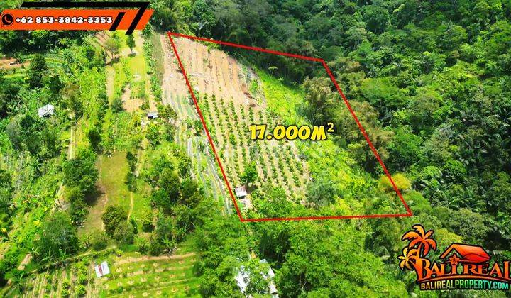 Strategis 170 Are View Gunung, Lembah Dan Hutan di Baturiti 2