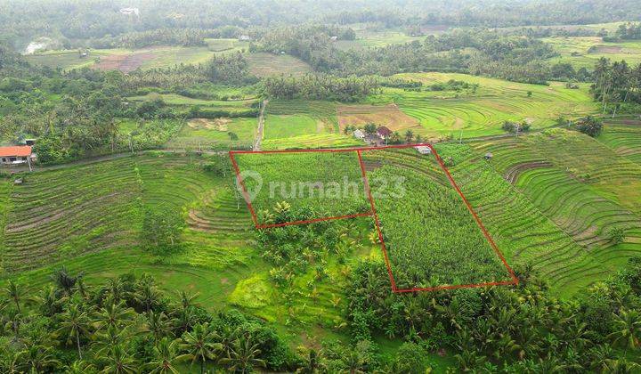 Langka, Murah 40 Are View Sawah Dan Gunung, Pinggir Jalan 2