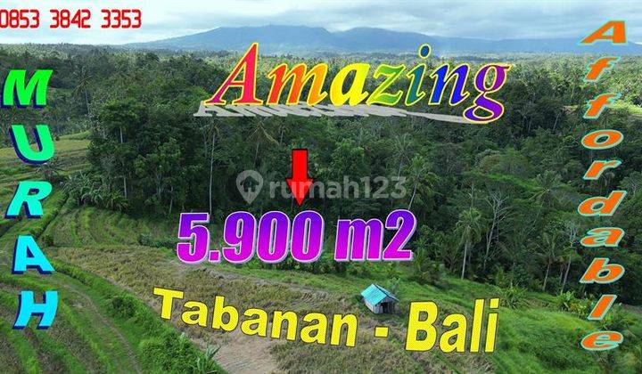 Tanah Sawah Dan Kebun 5,900 M2 di Penebel Tepi Sungai 1