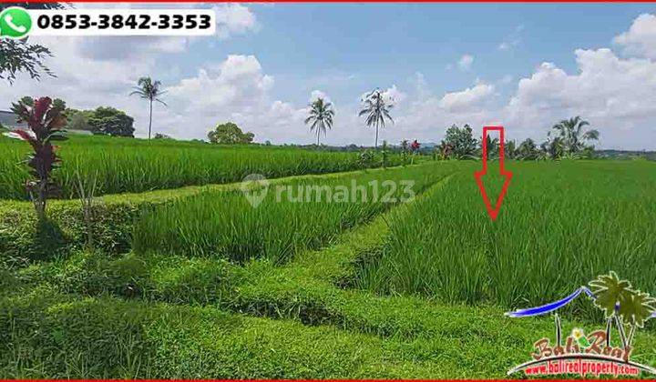 Strategis 18 Are View Sawah, Gunung Dan Laut di Penebel 2