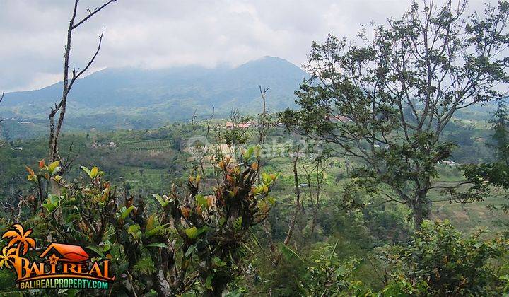 Dekat Kawasan Wisata Danau Batur 2,4 Ha Pinggir Jalan 2