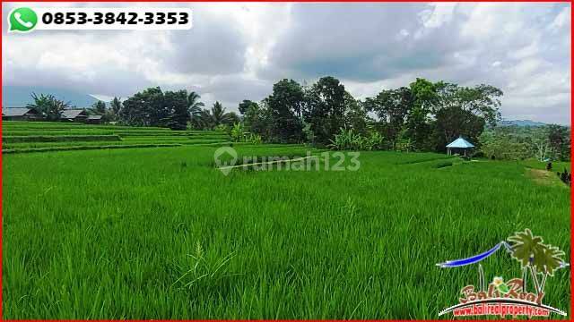 Dekat Jatiluwih Rice Terrace 25 Are Tanah Sawah Kontur Datar 2