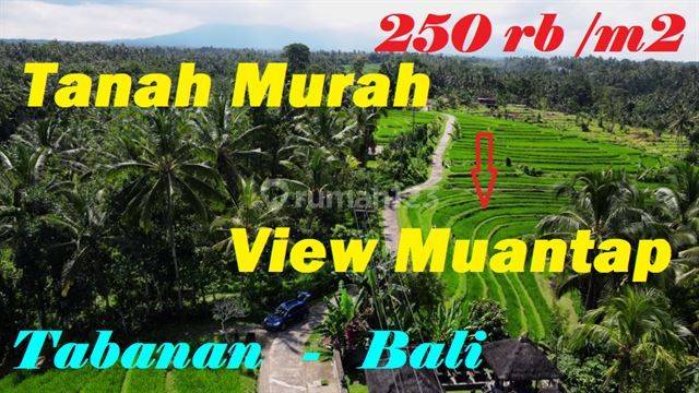 View Sawah Dan Gunung 4.800 M2 di Penebel Tabanan 1