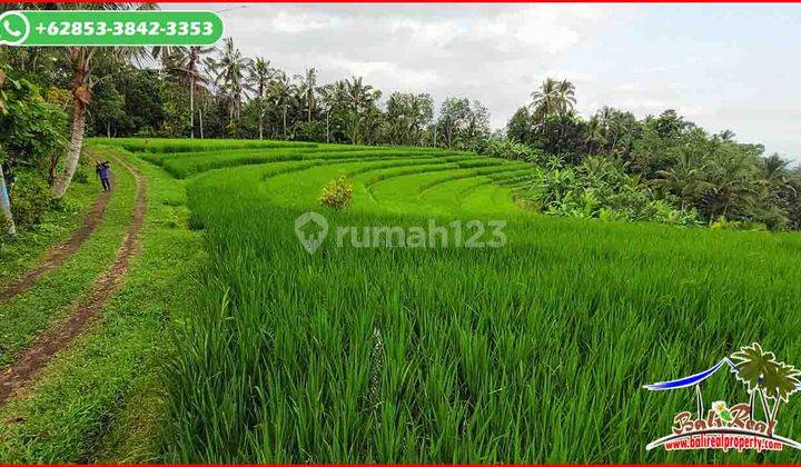 3,500 M2 Land in Penebel For Sale Cheap View of Rice Fields and Sea 2