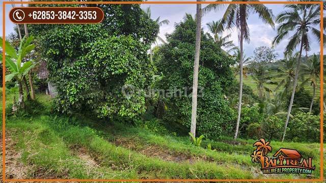 2,600 M2 Tanah Kebun Berkontur Landai di Mengesta Tabanan 2