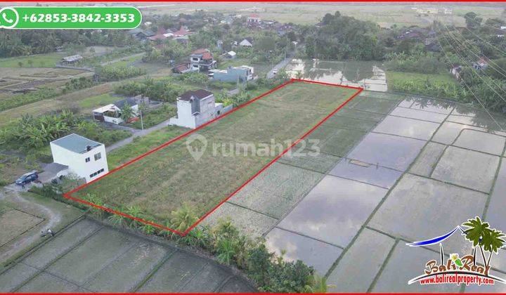 Rare, Cheap 41 Are View Rice Fields Villa Environment Kediri Area 2