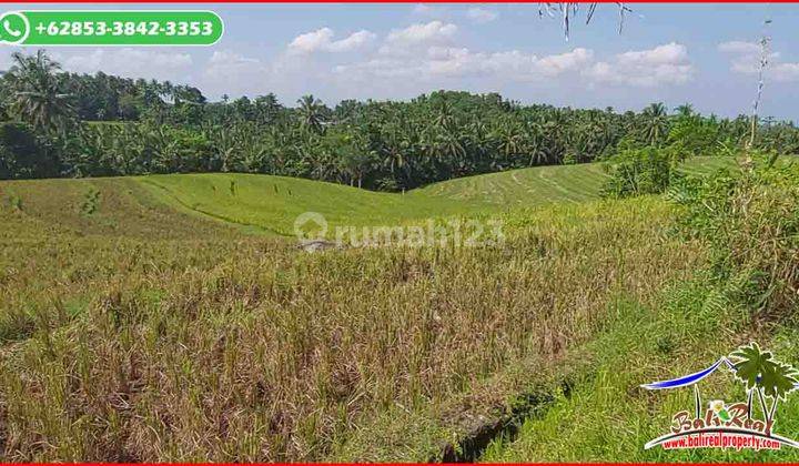 6,200 M2 Flat Sloping Paddy Land in Megati on the Side of the Village Road 2