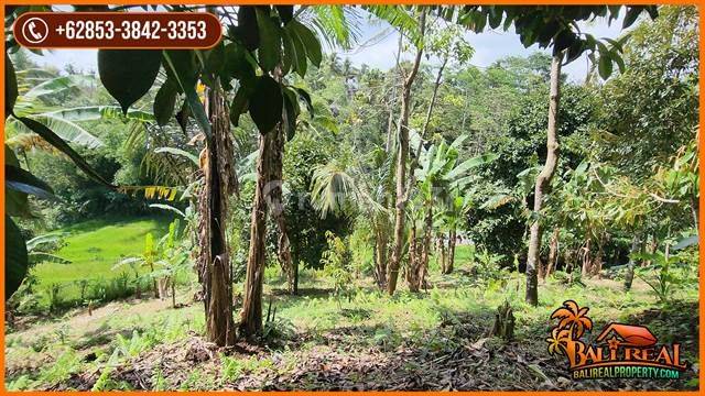 View of Rice Fields, Gardens and Mountains 6,100 M2 in Pupuan Tabanan 2