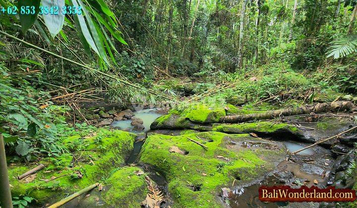 View Hutan Dan Sungai Tanah Dijual 2,700 M2 di Penebel Tabanan 1