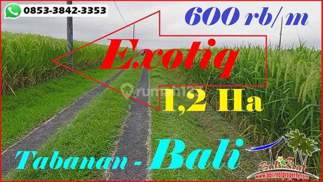 12.000 M2 Kontur Bagus Posisi Hook di Pinggir Jalan Penebel 1