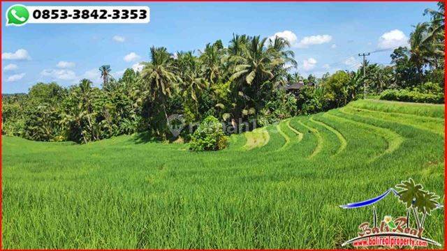 View Sawah Dan Gunung 4.800 M2 di Penebel Tabanan 2