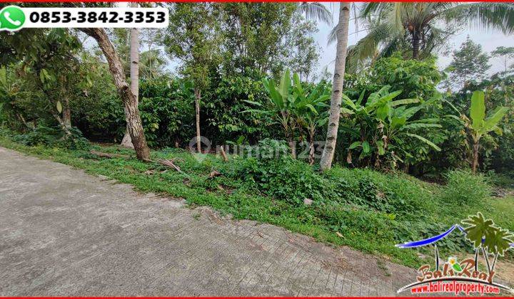 Peluang Investasi 20,000 M2 View Kebun Area Pantai Medewi 2