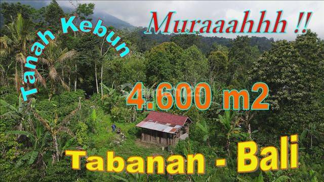 Strategic 4,600 M2 Mountain and Garden View in Pupuan Tabanan 1