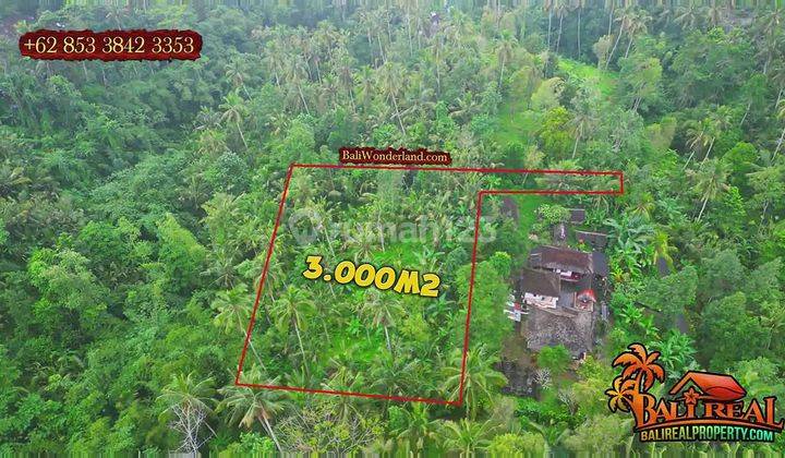 For Sale Cheap 3,000 M2 Garden Land in Penebel Tabanan 2