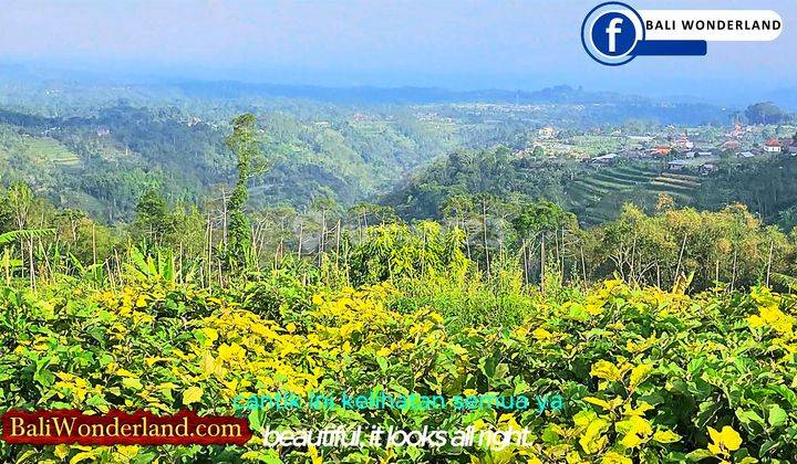 View Perkebunan, Gunung Dan Kota Denpasar 500 M2 di Baturiti 2