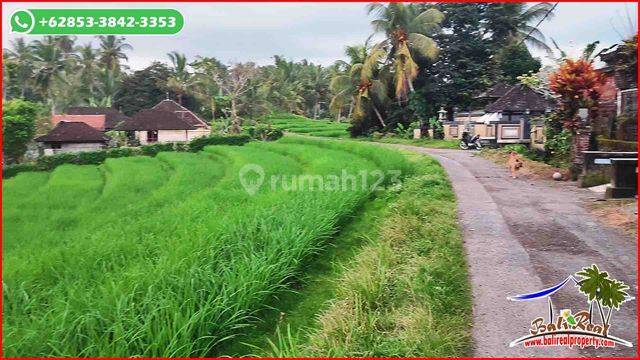 Dijual Tanah Kebun 68.35 Are Datar Melandai Area Selemadeg Barat 2