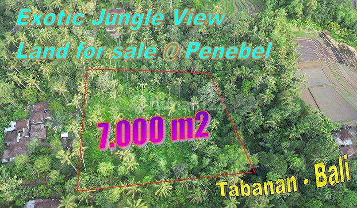 7,000 M2 Lahan Dijual di Penebel Cocok Untuk Perkebunan 1