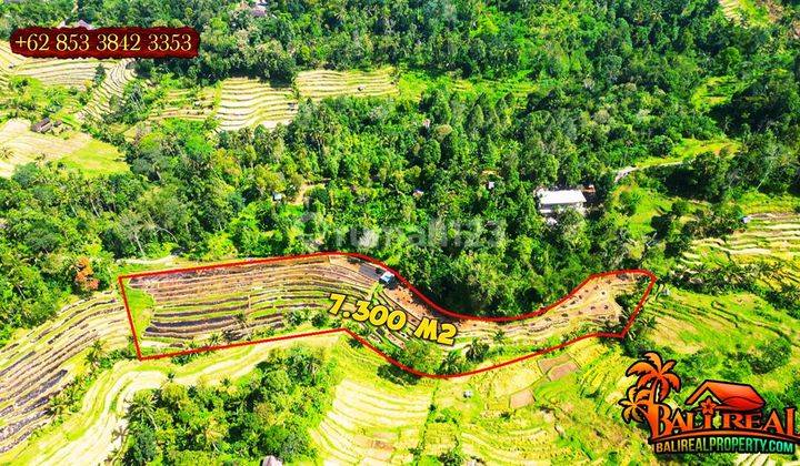 7,200 M2 Akses Mobil Jalan Beton Tanah Sawah di Penebel Tabanan 2