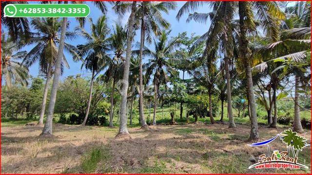 For Sale 67 Are Farm Land with Rice Field and Sea View in West Selemadeg 2