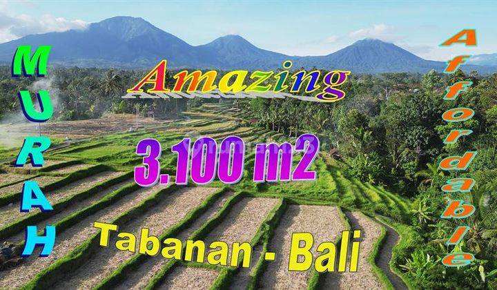 Lokasi Penebel Tabanan 3,100 M2 Pinggir Jalan Beton 1