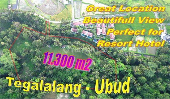 11,300 M2 Bentuk Tanah Iregular Dekat Sentral Ubud 1