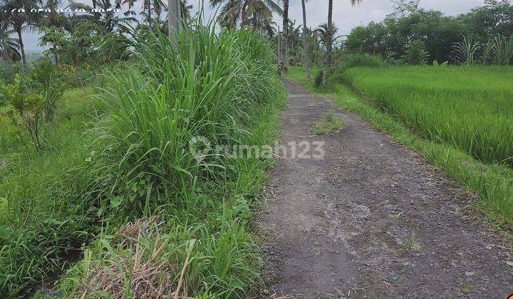 Dijual Nett 90 Juta Are Lahan Area Baturiti Tabanan 2