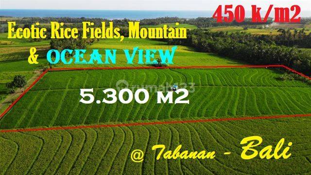 View Sawah, Gunung Dan Laut 5,300 M2 di Selemadeg Tabanan 1