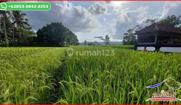 Jual Murah Tanah View Sawah Dan Gunung 31 Are di Penebel 2