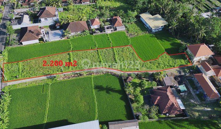 Murah 22.0 Are View Sawah Pinggir Jalan Raya di Sukawati Ubud 2