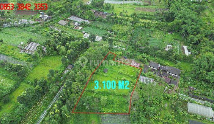 31 Are Semi Square Land in Bedugul With Vegetable Garden View 2