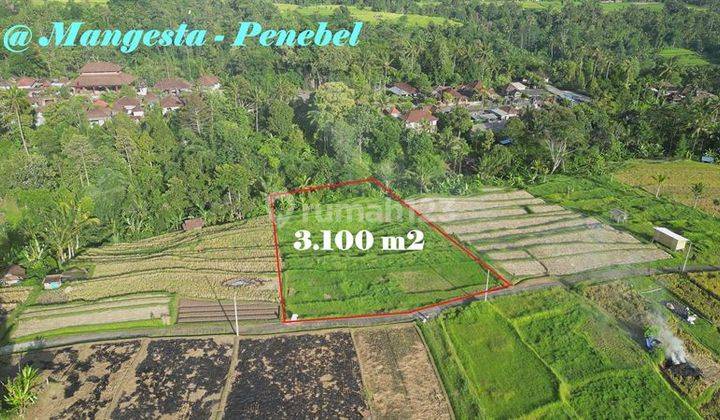 Lokasi Penebel Tabanan 3,100 M2 Pinggir Jalan Beton 2