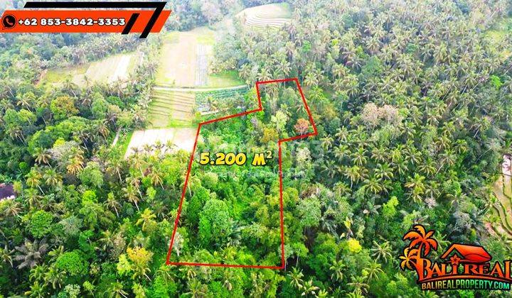 Rare Land For Sale Cheap 52 Are View Rice Fields And Forest 2