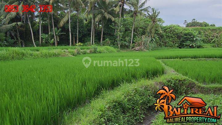 26.0 Are Dekat Pasar Mas Ubud Dijual Relatif Murah Kontur Bagus 2