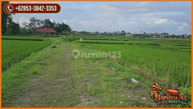 Prospek Untuk Villa Komersil 20 Are Pinggir Jalan 2