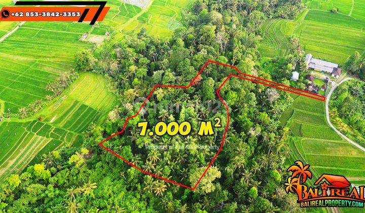 75 Are Tanah Kebun Dominan Datar View Hutan Dan Sungai di Penebel 2