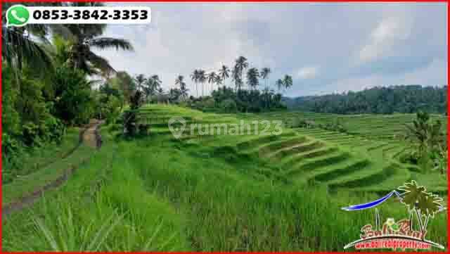 Strategis 28 Are View Sawah, Jungle, Gunung Dan Matahari Terbit 2