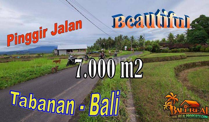 Potensial 70 Are View Cantik Pinggir Jalan di Selemadeg Timur 1