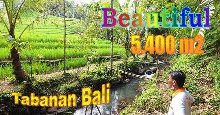 54 Are Garden Land in Pupuan for Sale Cheap with Concrete Road Access 1